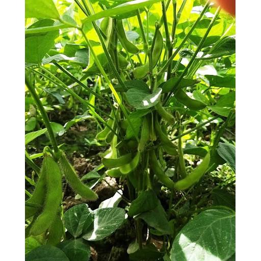 Hạt Giống Đậu Nành Rau Nhật Bản
