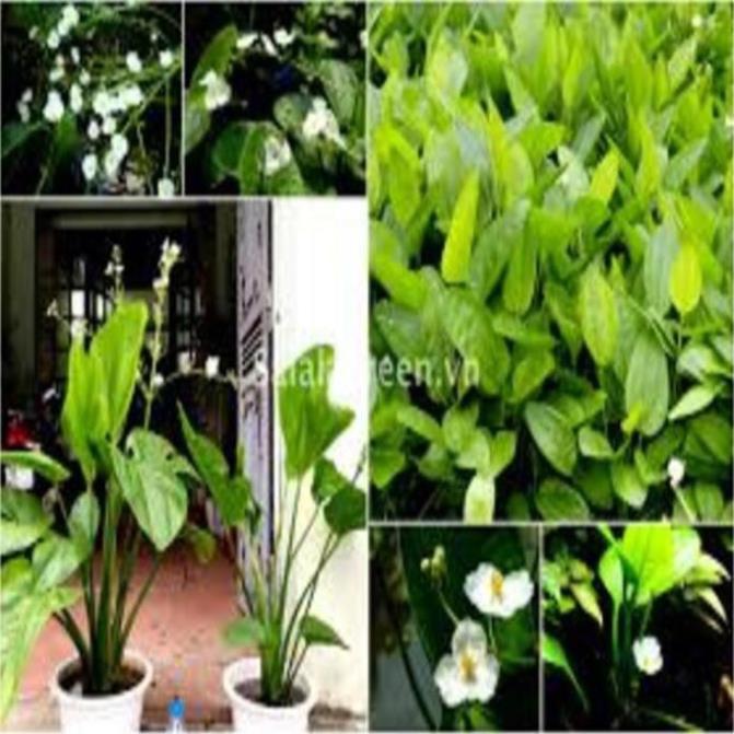 Chậu cây BÁCH THỦY TIÊN, THỦY SINH - Cây PHONG THỦY, may mắn, tài lộc - gửi đi nguyên bầu