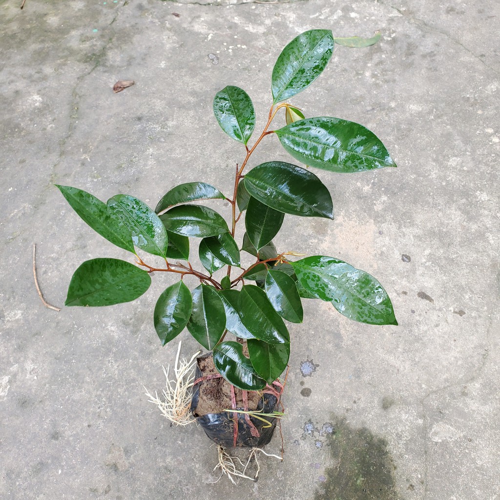 CÂY GIỐNG VÚ SỮA MICA