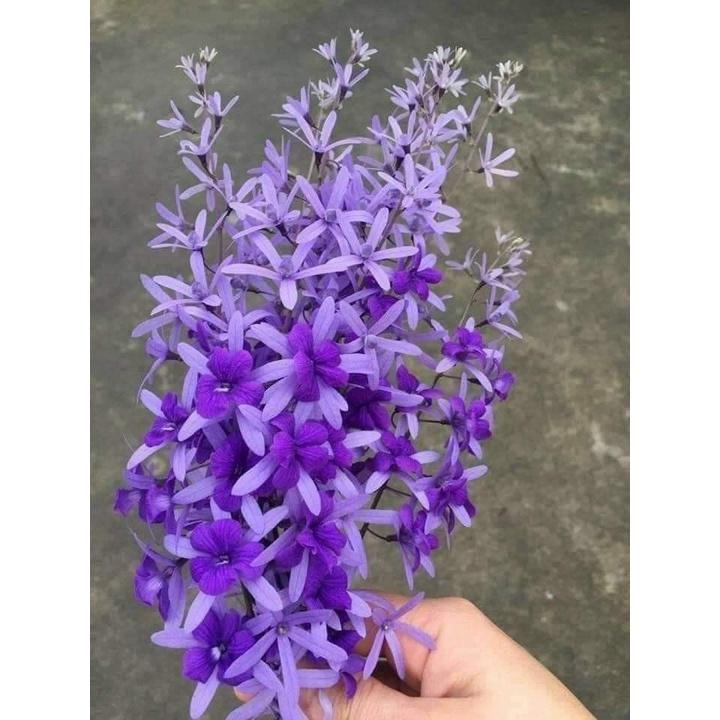 CÂY GIỐNG HOA MAI XANH THÁI