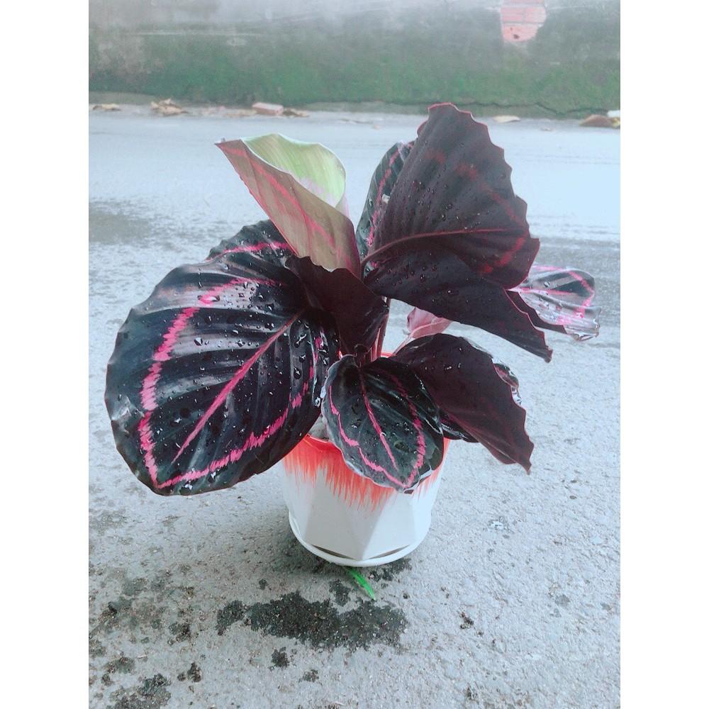 Chậu Đuôi Công Tím