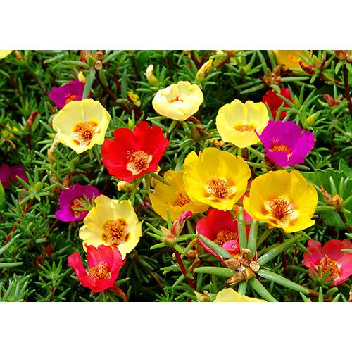 Hạt Giống Hoa Mười Giờ Đơn Nhiều Màu-
