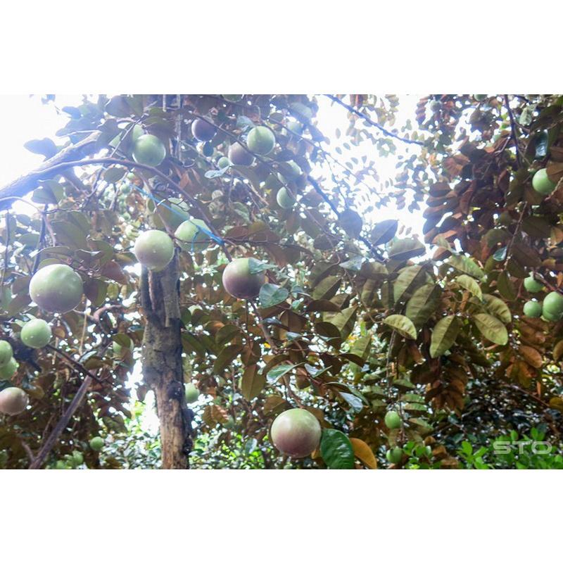 Cây giống vú sữa bơ hồng