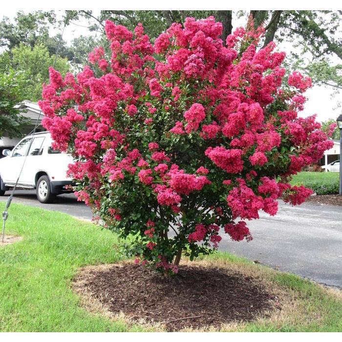 Cây giống hoa tường - cây giống gốc nhỏ