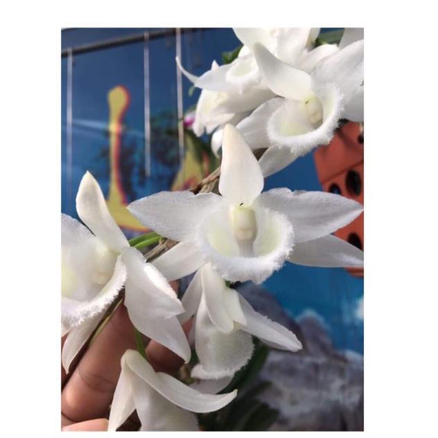 Sản Phẩm Hoa phong lan phi điệp trắng