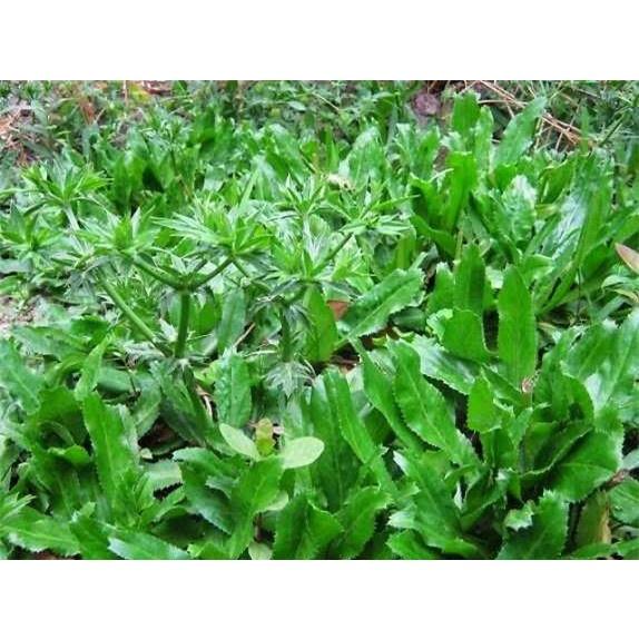 RAU MÙI TÀU, RAU NGÒ GAI - BẦU CÂY GIỐNG