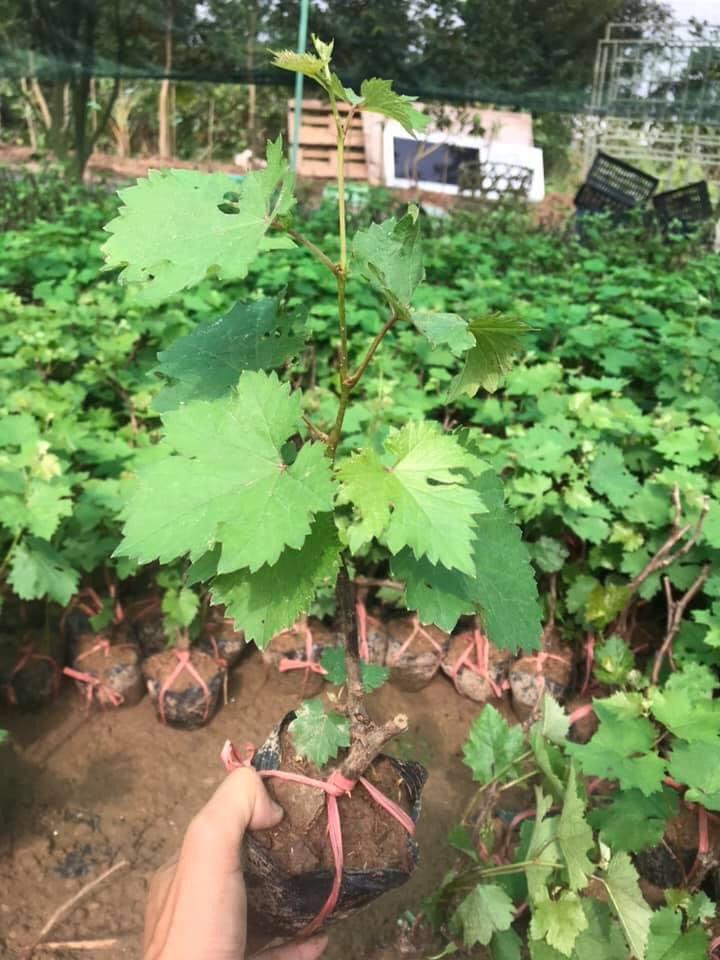 Cây nho ngón tay không hạt, ngon ngọt, Cây khỏe mạnh chuẩn ảnh cao 40-50 cm