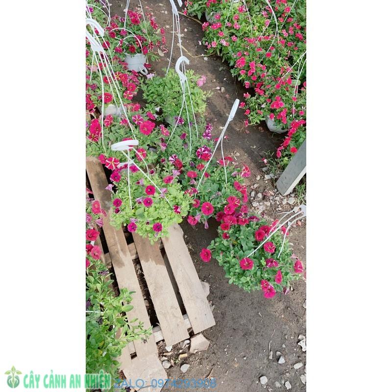 Chậu Hoa Dạ Yến Thảo