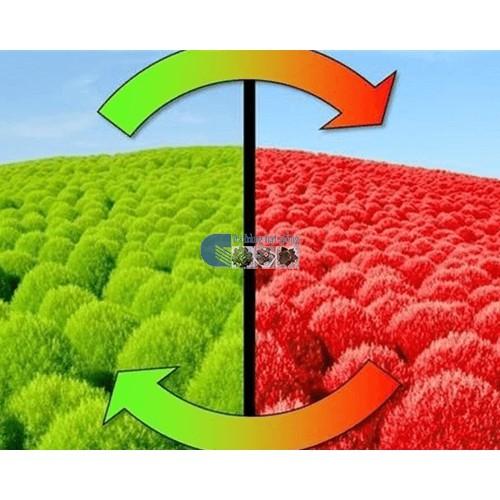 Hạt giống cỏ đổi màu 100 hạt