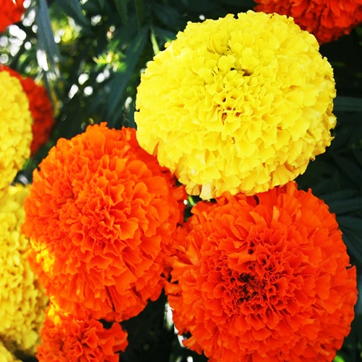 Hạt giống Hoa vạn thọ cao nhiều màu