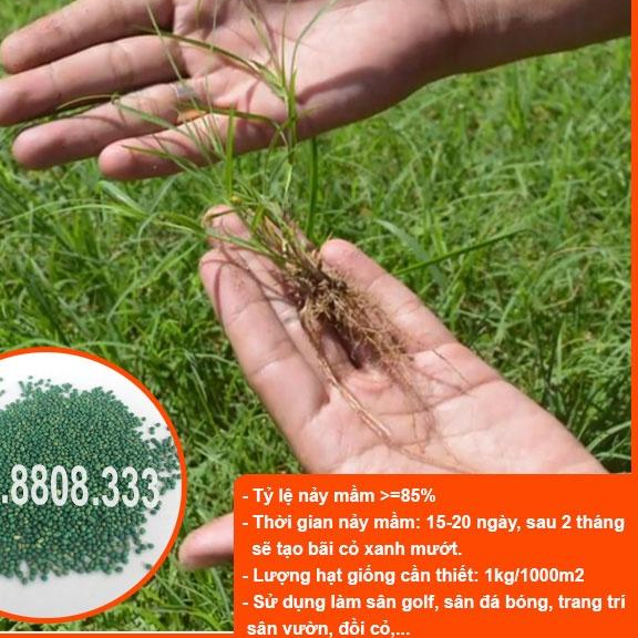 Hạt Giống Cỏ Bermuda Xanh 500g - Cỏ Thảm Cảnh