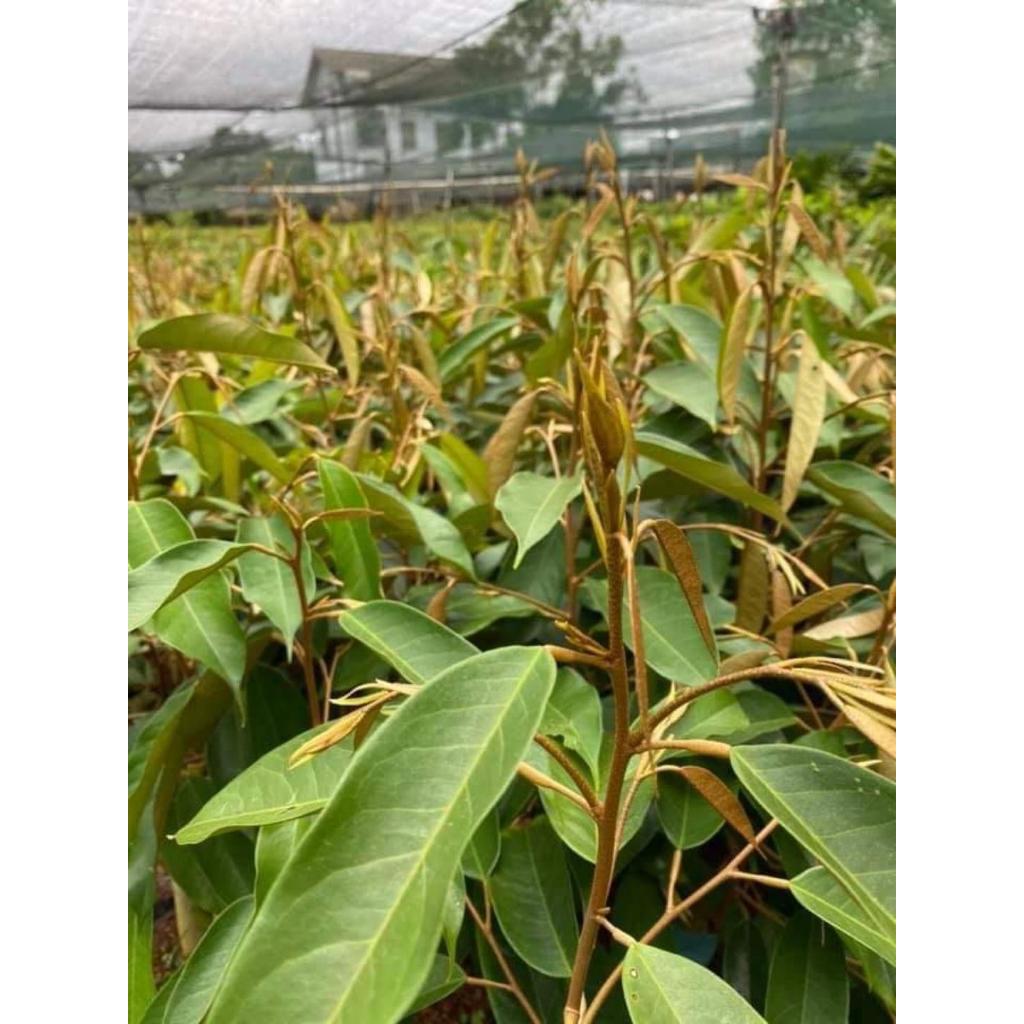 Cây Giống sầu riêng Black Thorn ghép gốc to 2 năm như hình.