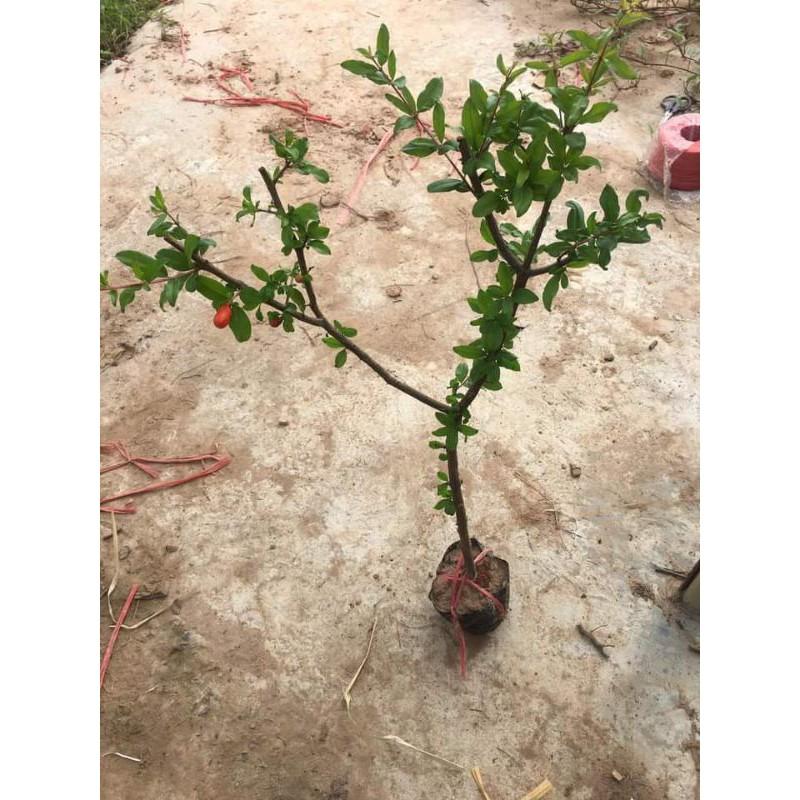 Lựu Lùn Đỏ Ấn Độ cam kết chất lượng