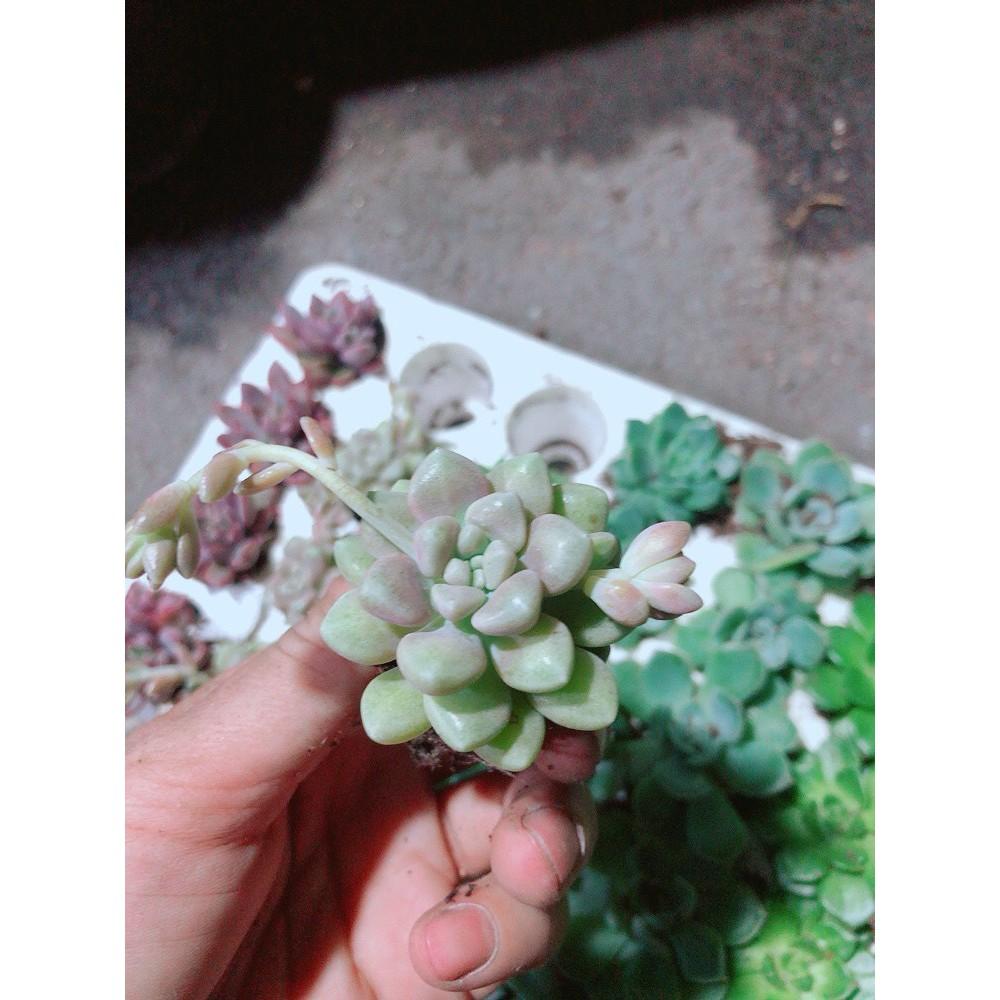 Combo 12 Cây Sen Đá