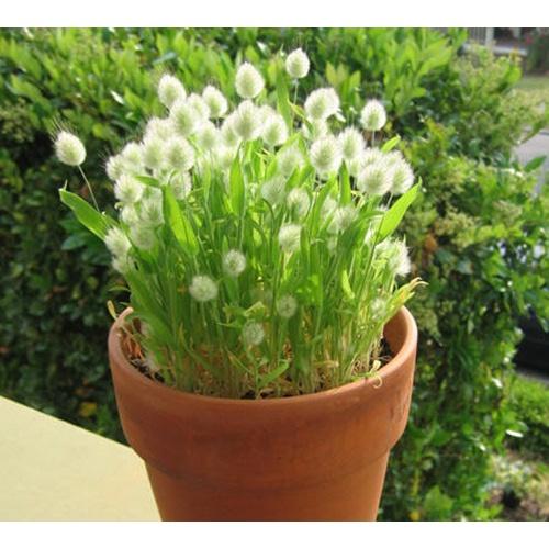Hạt Giống Cỏ Đuôi Thỏ -