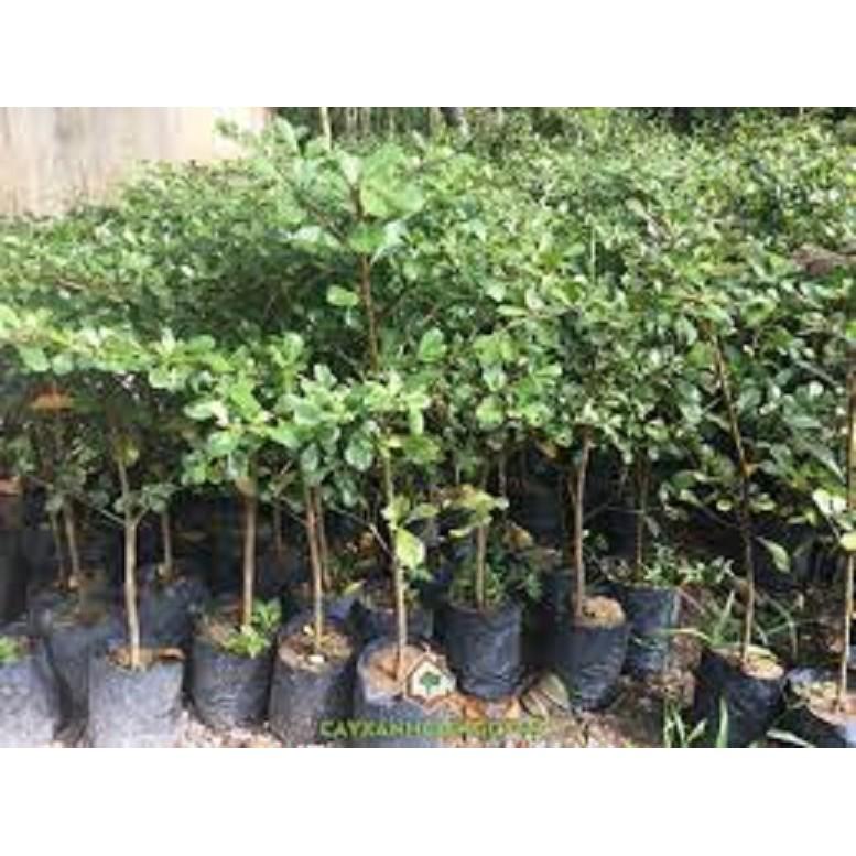 Cây giống bàng đài loan