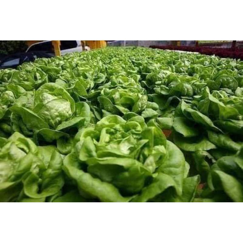 Hạt giống Xà Lách Đăm - gói 02gr