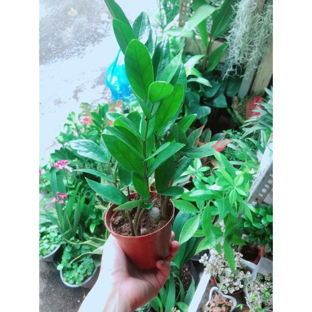 Kim Tiền Thái Kèm Chậu Sứ