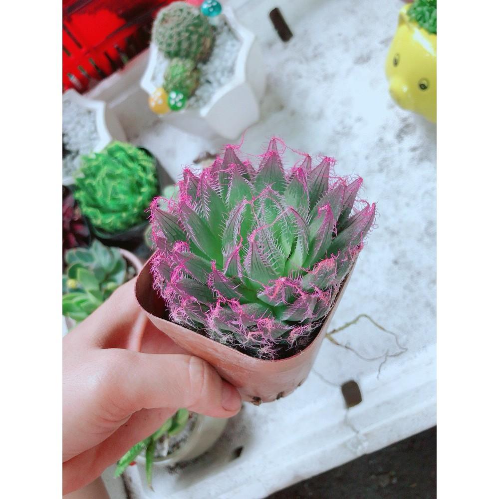 Chậu kim cương dạ quang