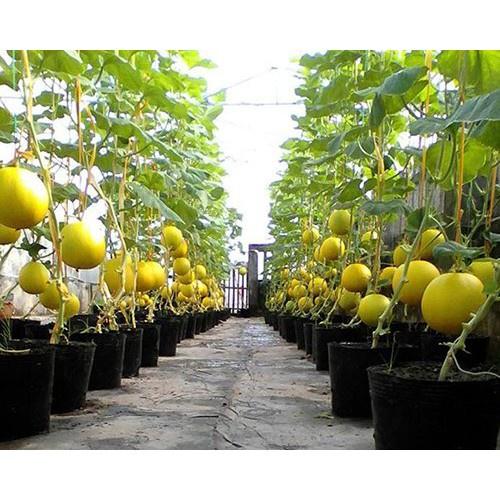 Hạt Giống Dưa Lê Thơm Vỏ Vàng Hoàng Gia RD 365 gói 1gr Trái tròn, vỏ vàng, ít ngọt, chín có mùi thơm, trái từ 400 - 600g