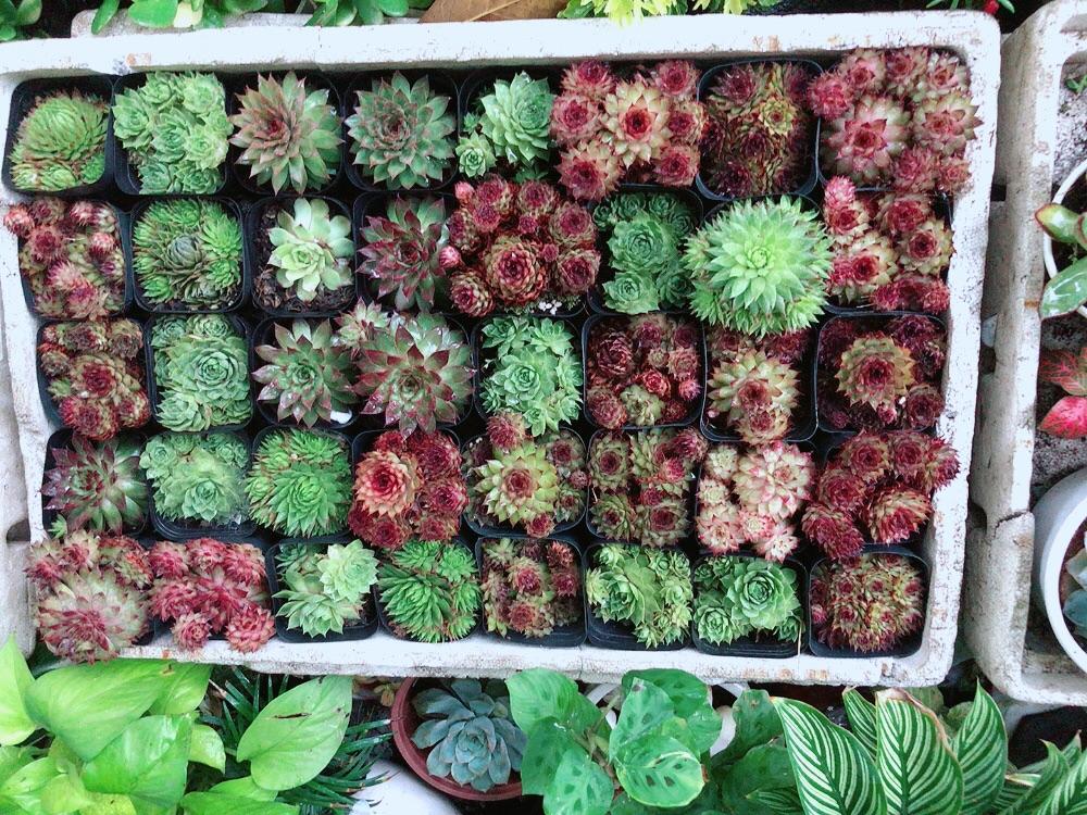 Sen Đá Phật Bà Đồng Giá 45k/chậu