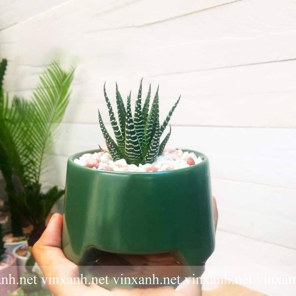 Chậu Sứ Trồng Cây Cảnh Mini Ba Chân Trồng Sen Đá, Xương Rồng, tiểu Cảnh Mini