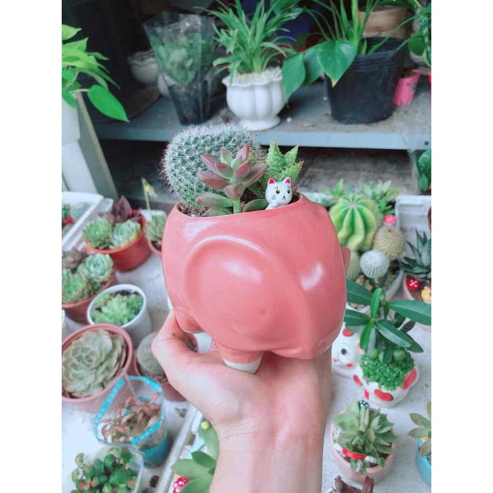 Chậu xương rồng Bán Chạy