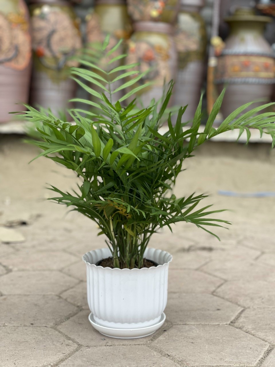 Chậu nhựa tròn sọc 140*115