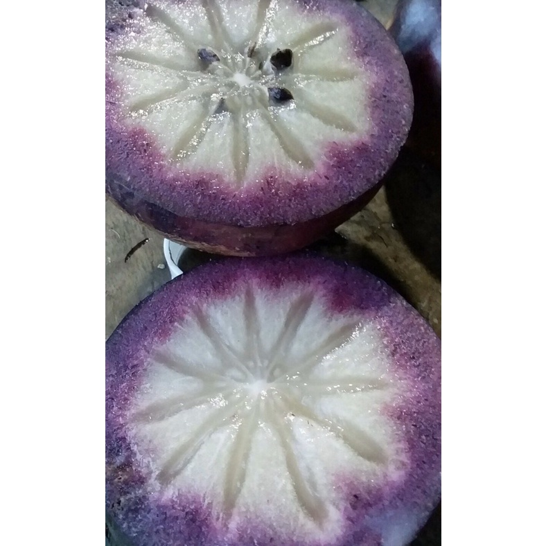 Cây giống vú sữa tím mika