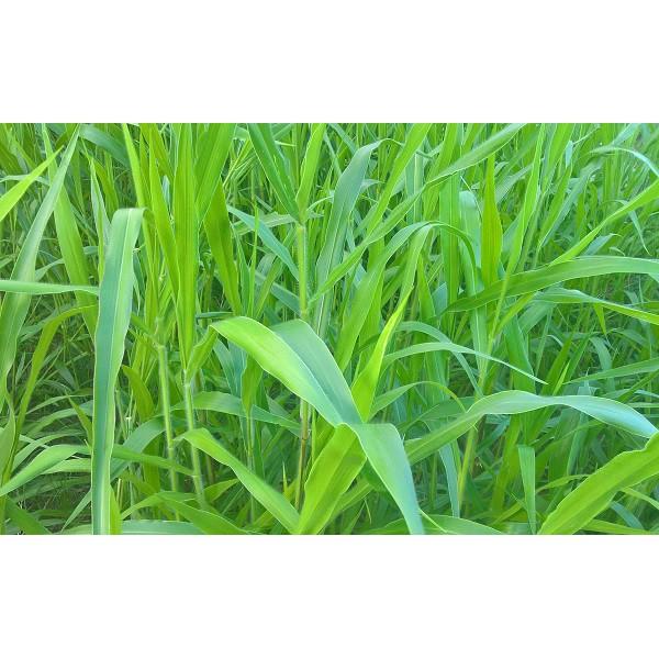Hạt giống cỏ Ruzi - Cỏ chịu dẫm đạp