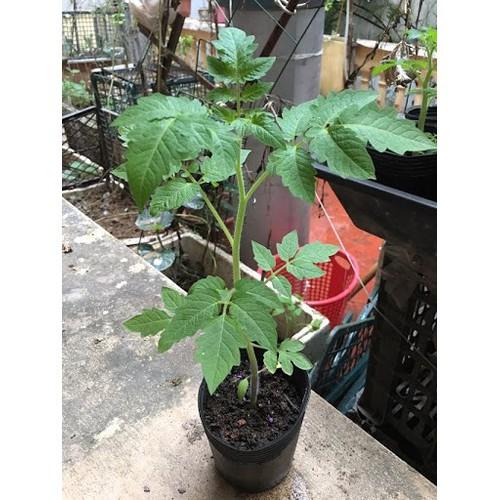CÂY GIỐNG CÂY CÀ CHUA CHERRY VÀNG SIÊU QUẢ, SIÊU KINH TẾ, SIÊU TỐT CHO SỨC KHỎE - CGCCCRV