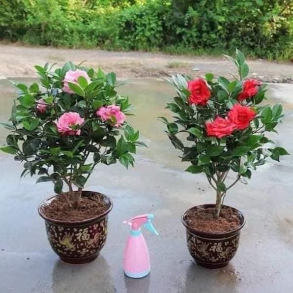 Cây giống hoa trà mi