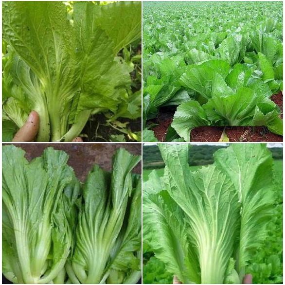 Hạt giống rau cải bẹ dưa cao sản - Gói 1kg