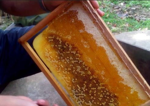 Mật ong rừng Tây Bắc Phúc Khang 140G - Thu hoạch tự nhiên - Nguyên chất - Không nhiễm hóa chất , Kháng sinh , Kim loại nặng , Chất bảo vệ thực vật - Tặng hộp trà sâm hàn quốc 10 gói khi mua từ 3 hũ 6