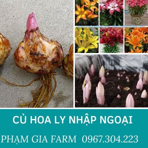 CỦ HOA LY NHẬP KHẨU CÁC MÀU ĐẸP