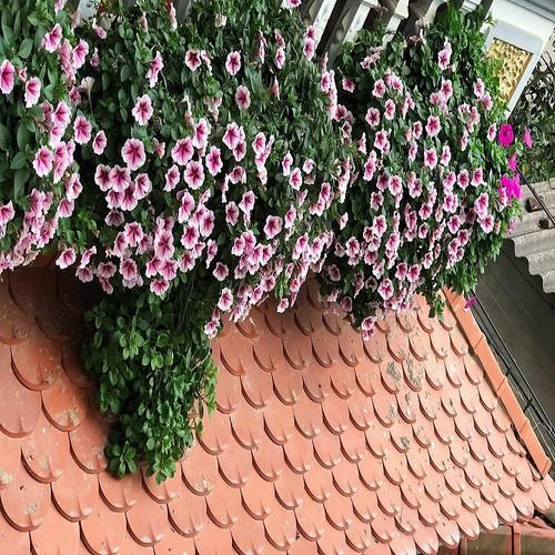 DẠ YẾN THẢO THƠM RỦ F1,DẠ YẾN THẢO THƠM RỦ F1