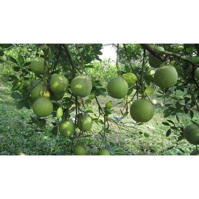 Cây giống bưởi da xanh ruột Hồng cho năng suất cao. cây giống thuần chủng F1