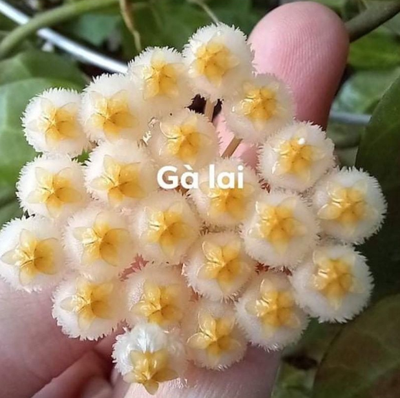 Chậu cây cẩm cù Hoya Gà Lai (Obscura x Lacunosa)