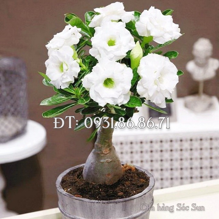 Hạt giống hoa sứ kép Thái Lan – Bịch 10 hạt – Mã số 1552