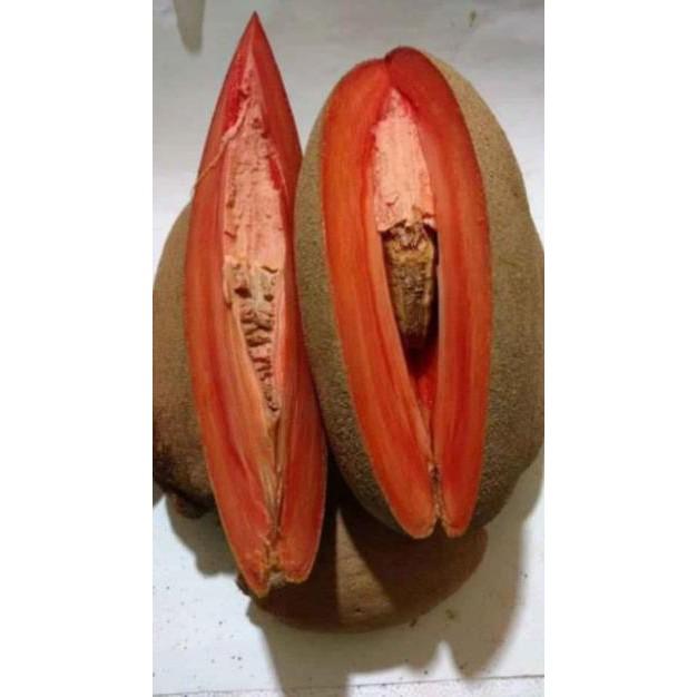 Cây Hồng Xiêm Khổng Lồ Thái Lan 10 Tháng Cho Trái
