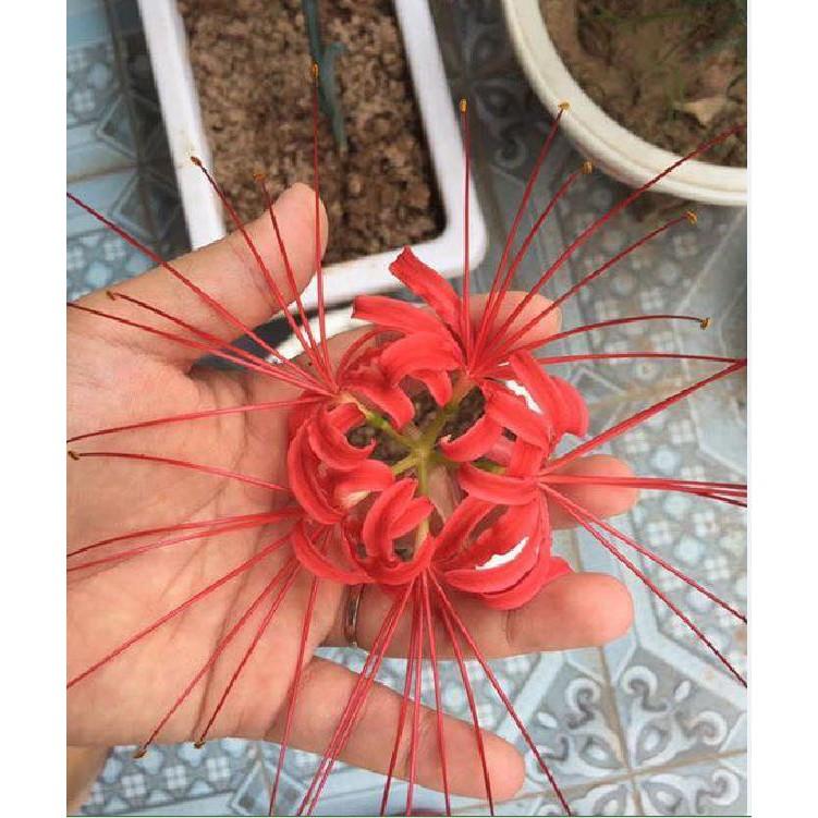 Củ giống hoa bỉ ngạn hoa màu đỏ