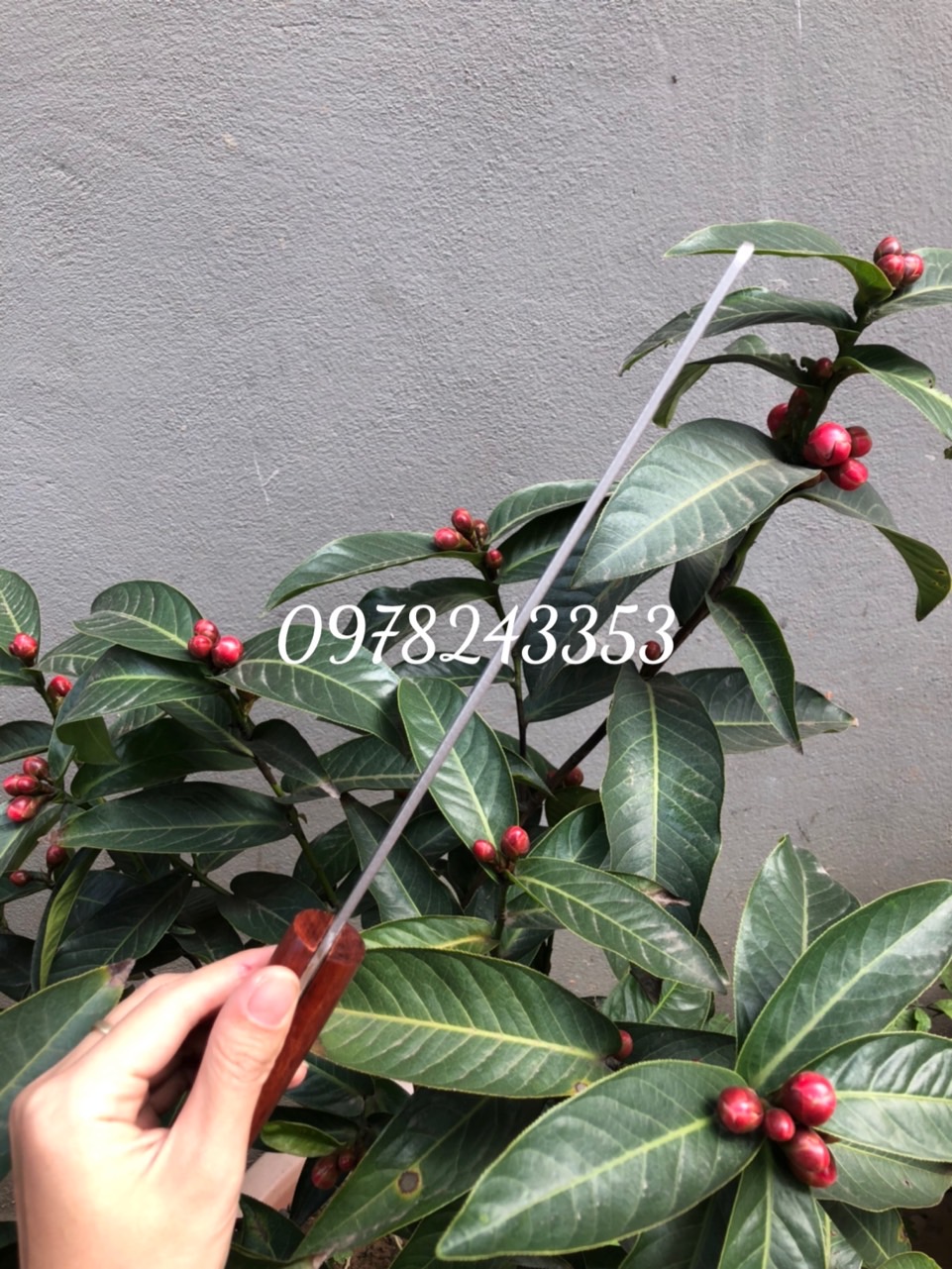 Dao chặt xương- gà vịt thép trắng k gỉ