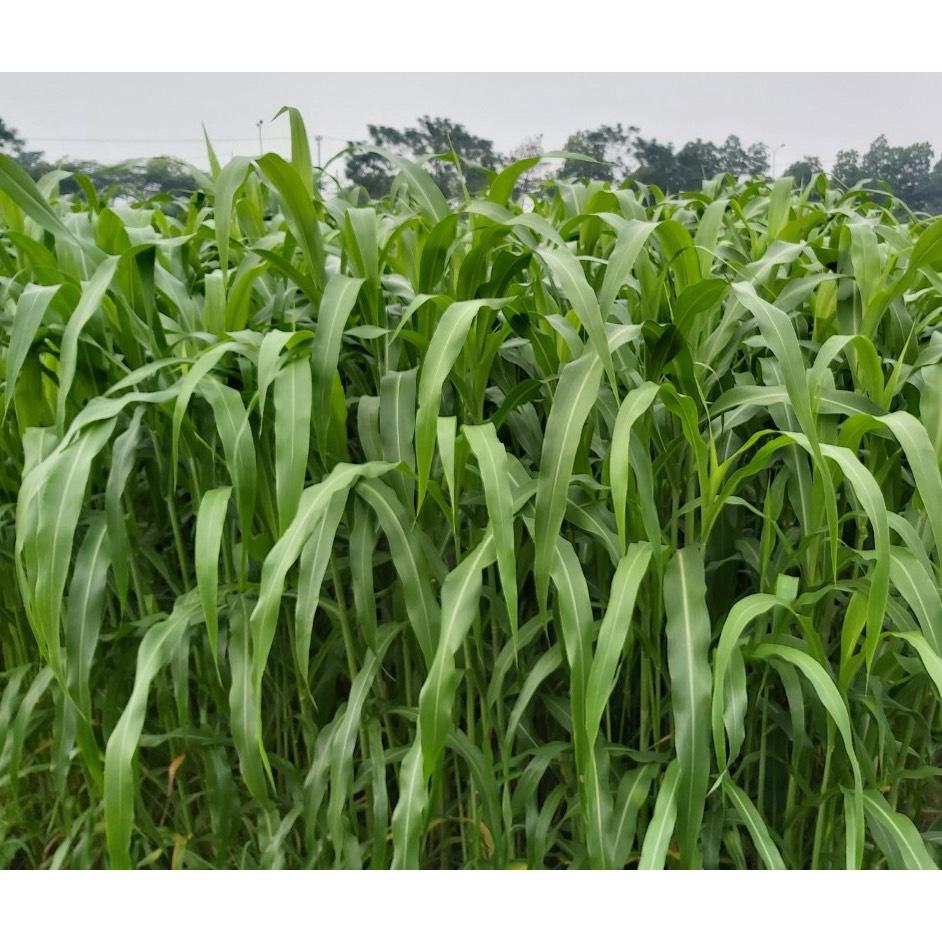 GÓI 100G HẠT GIỐNG CỎ CAO LƯƠNG SUDAN SUPER BRM , CỎ CHĂN NUÔI CHẤT LƯỢNG CAO