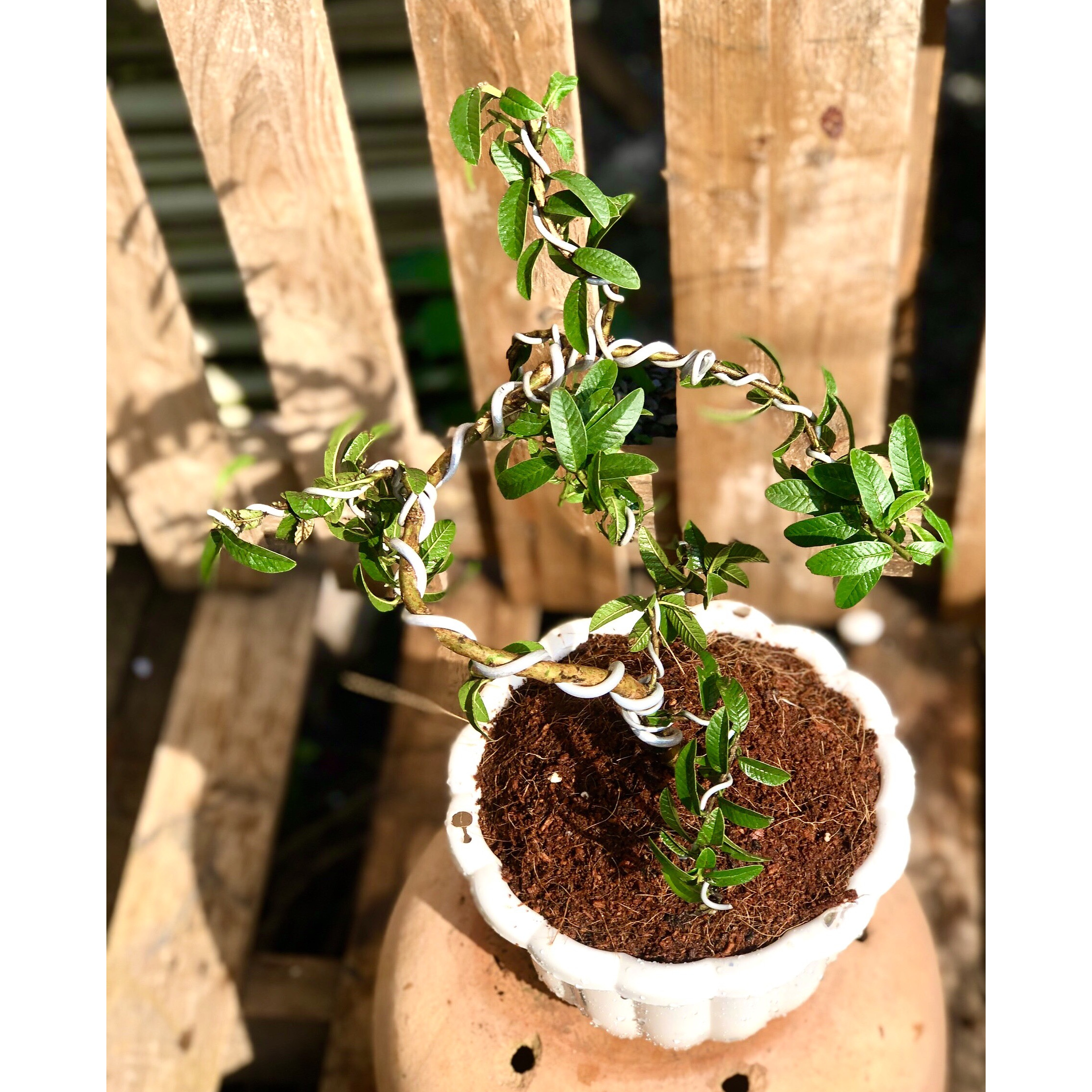 Cây ổi Hoàng Kim dáng bonsai