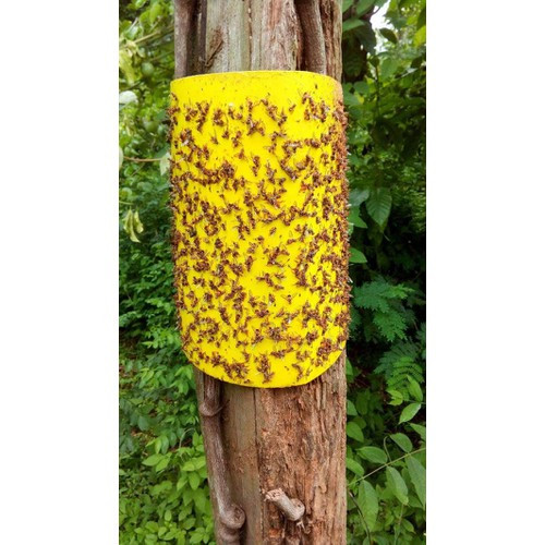 Miếng Dán Bẫy Côn Trùng - Bẫy Ruồi Vàng Và Bọ Trĩ  20x22 cm