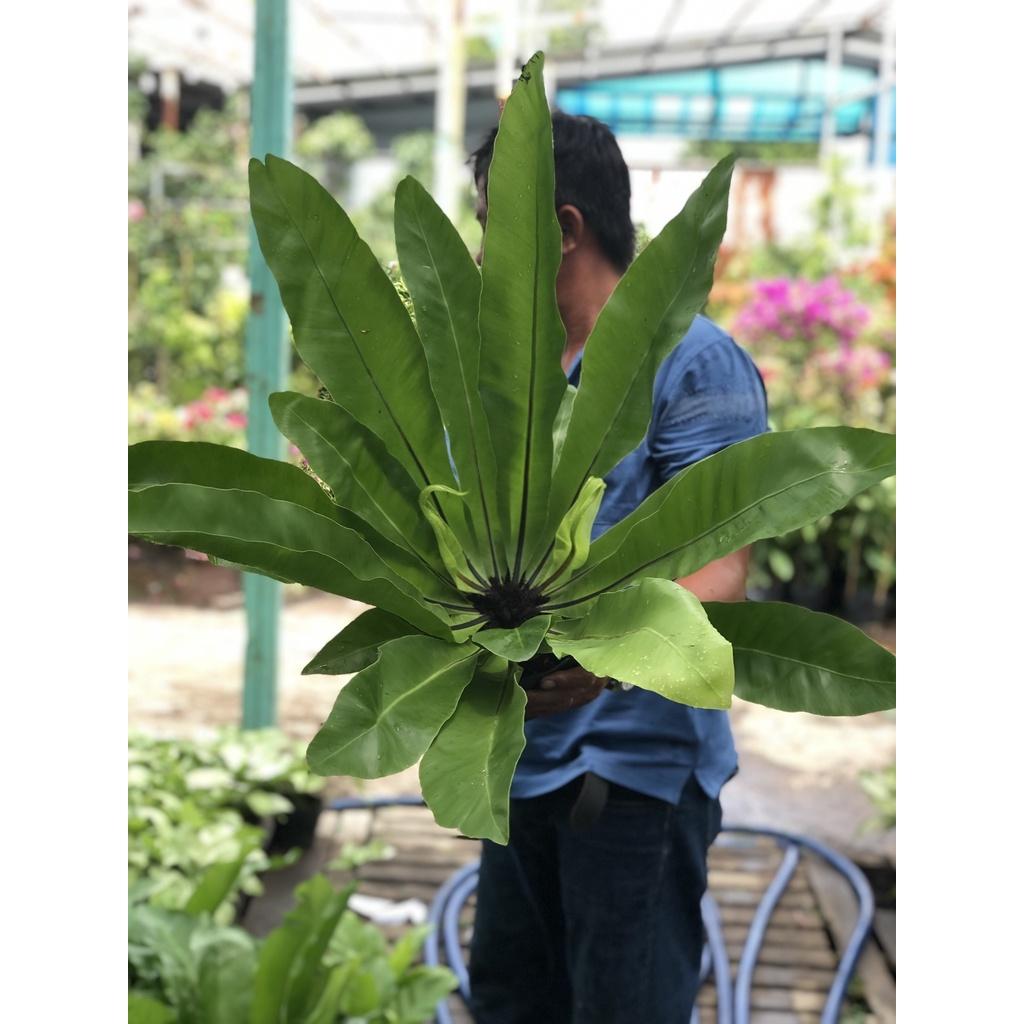 Chậu cây ổ phụng