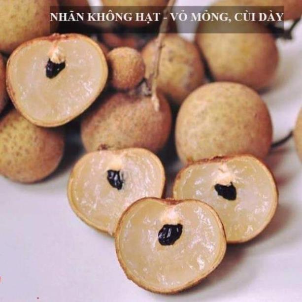 Cây giống nhãn không hạt Indo ( Trái to,vỏ mỏng,cùi dày)