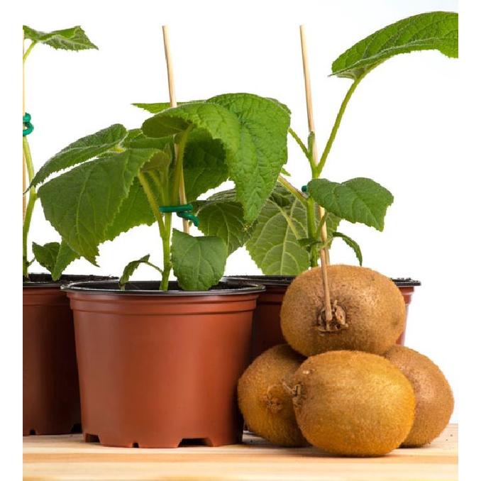Hạt giống cây ăn trái kiwi KNS3452 - Gói 30 hạt
