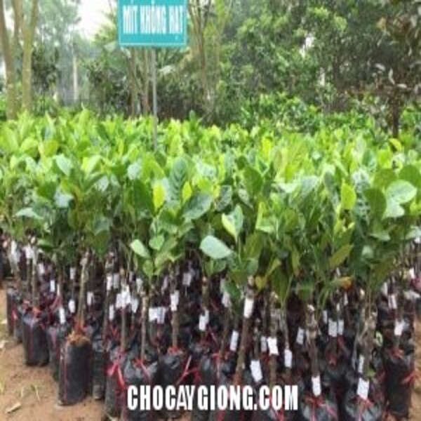 Mít không hạt