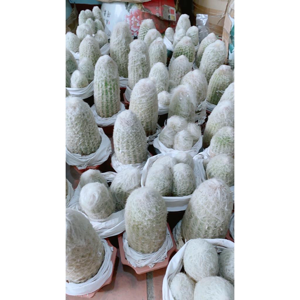 Xương Rồng Bụi